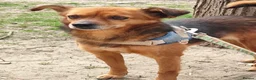 Mixed Breed dogs for adoption: Say hello to Roro ❤️  in Newcastle upon Tyne - Advert 1