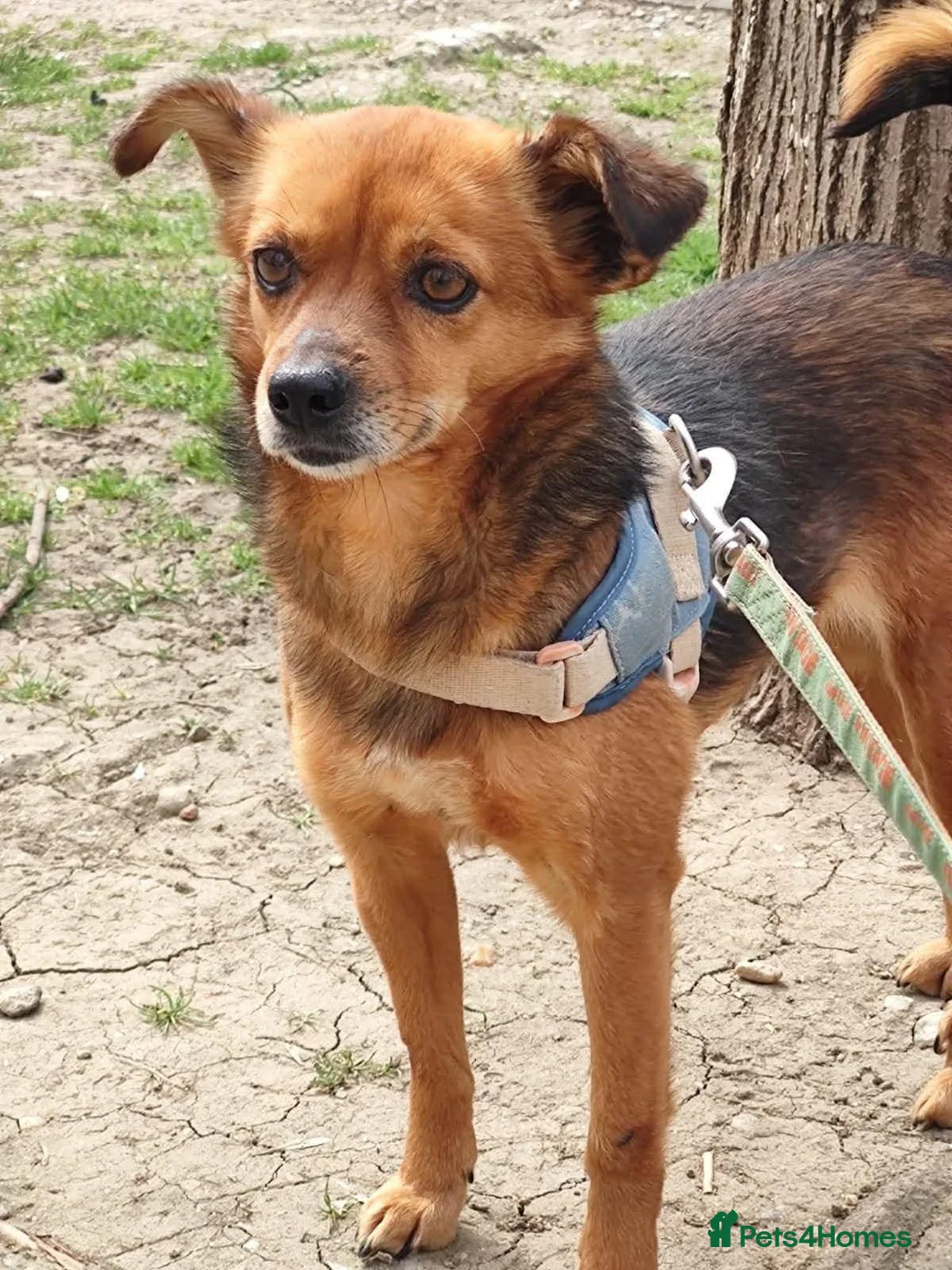 Mixed Breed dogs for adoption: Say hello to Roro ❤️  in Newcastle upon Tyne - Advert 1