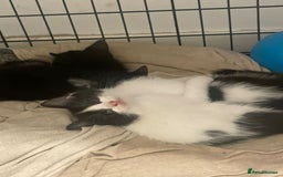 Ragdoll cats for sale: Ragdoll Cross Kittens - Advert 5