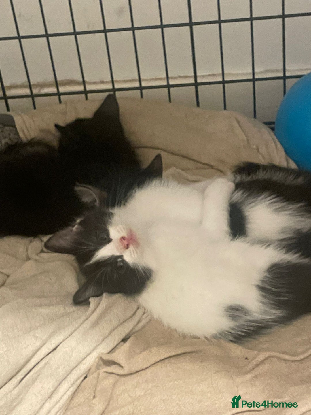 Ragdoll cats for sale: Ragdoll Cross Kittens - Advert 5