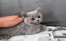 British Shorthair cats for sale: British shorthair Blue so beautiful  - Image 12