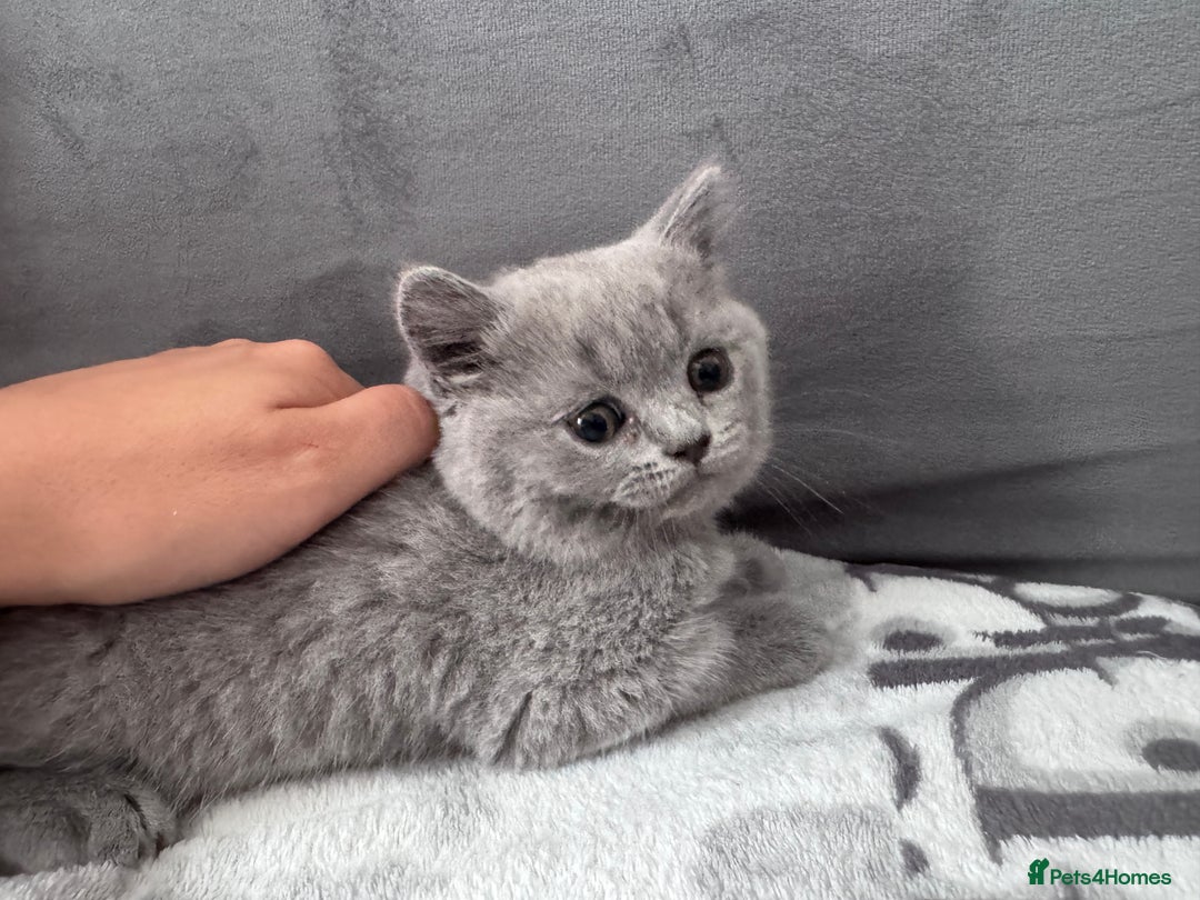 British Shorthair cats for sale: British shorthair Blue so beautiful  - Image 12