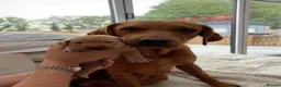 Labrador Retriever dogs for sale: Beautiful KC Registered Working Labrador pups in Leyland - Advert 4
