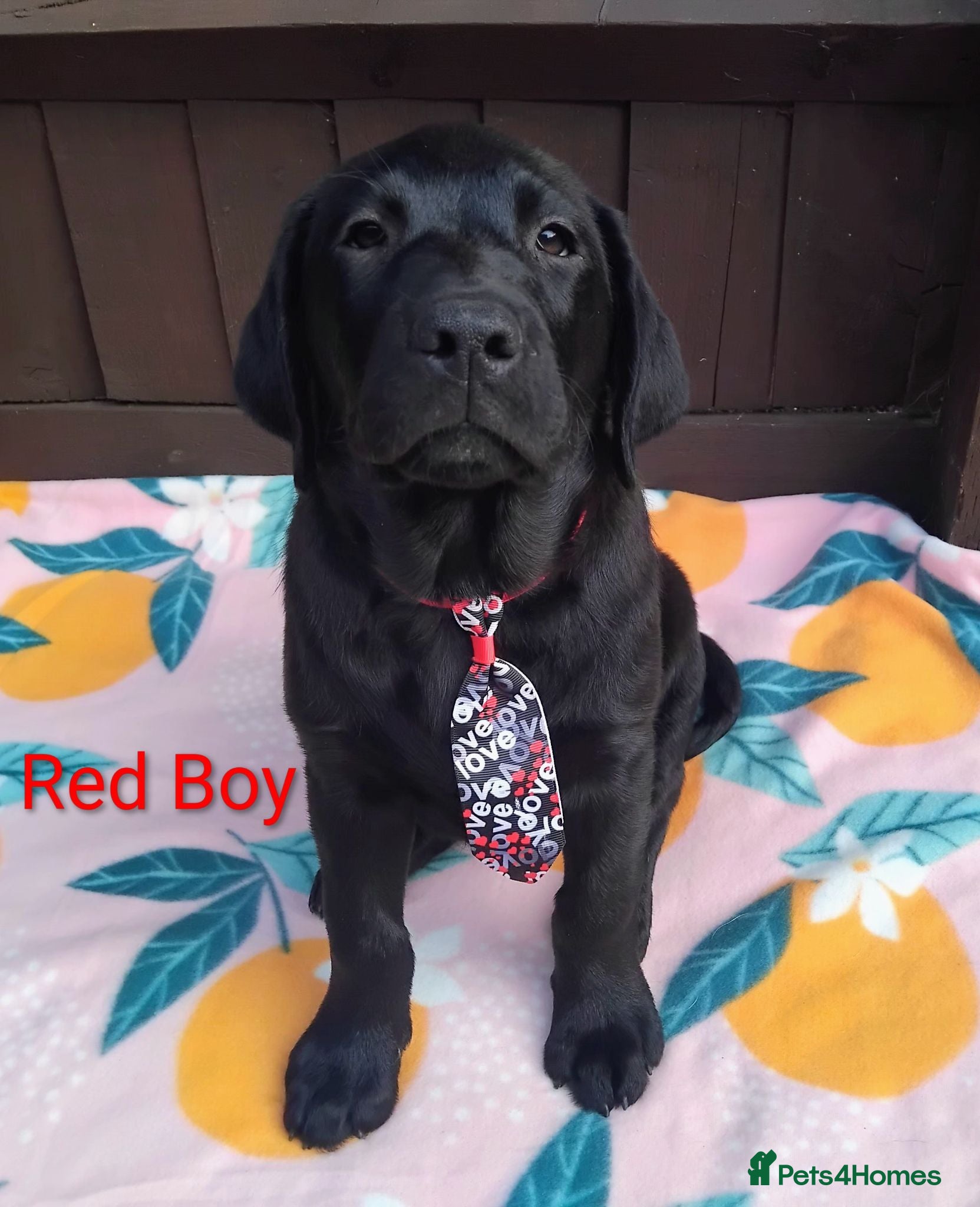 Labrador Retriever dogs 🐾 ONLY 2 BOYS LEFT – READY FOR FOREVER HOMES! ❤️ - Advert 8