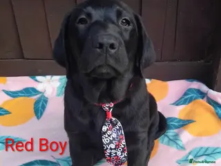 Labrador Retriever dogs 🐾 ONLY 2 BOYS LEFT – READY FOR FOREVER HOMES! ❤️ - Advert 8
