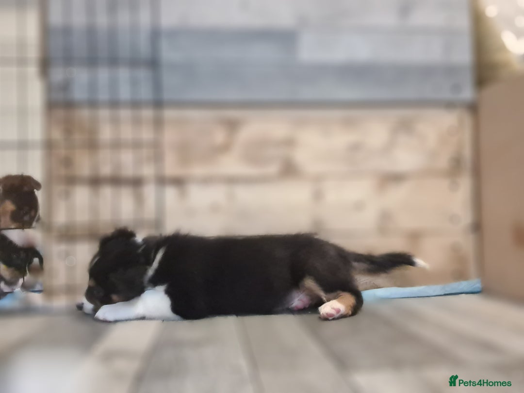 Border Collie dogs for sale: Border collie puppies  - Image 18