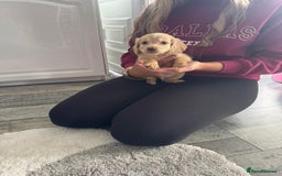 Cocker Spaniel dogs for sale: Champagne cocker spaniel pups  - Image 3