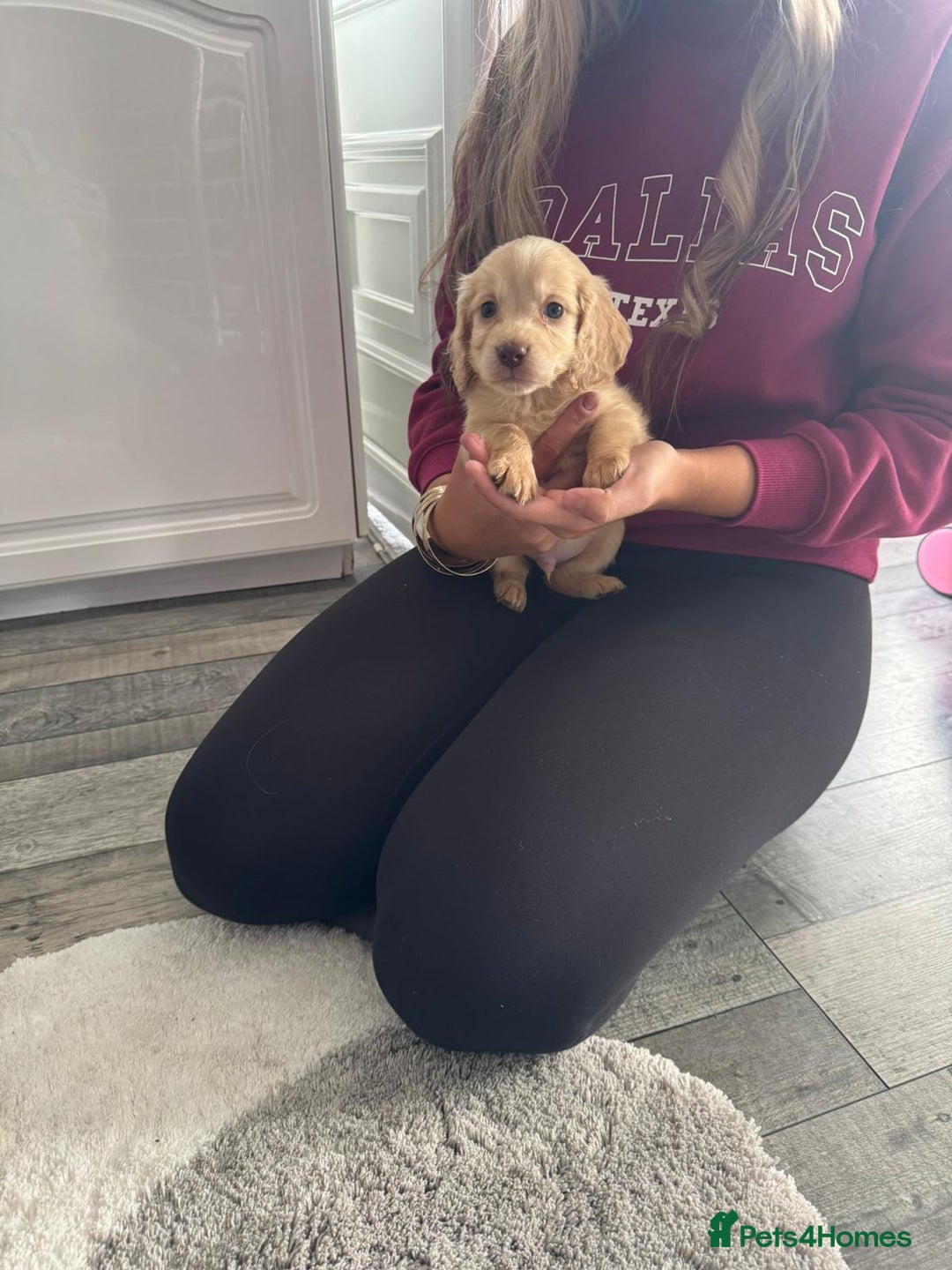 Cocker Spaniel dogs for sale: Champagne cocker spaniel pups  - Image 3