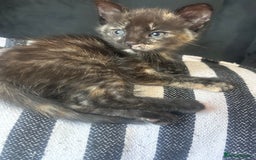 Mixed Breed cats for sale: 5 beautiful kittens ready for a new loving home  - Image 12