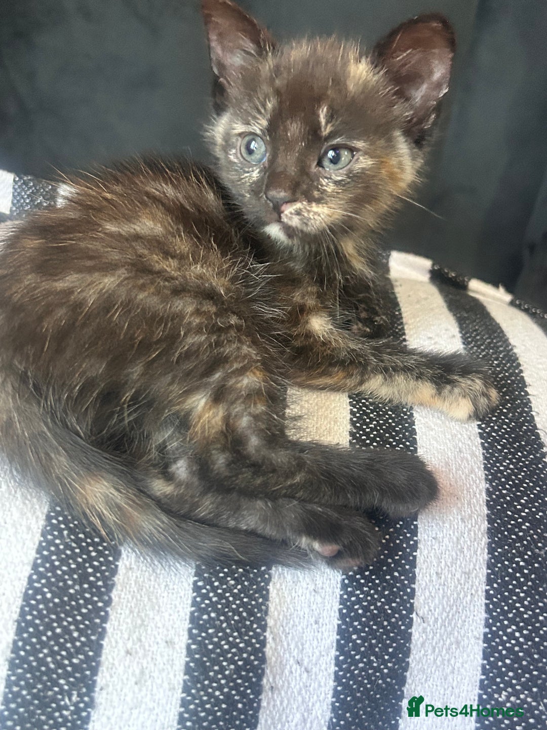 Mixed Breed cats for sale: 5 beautiful kittens ready for a new loving home  - Image 12