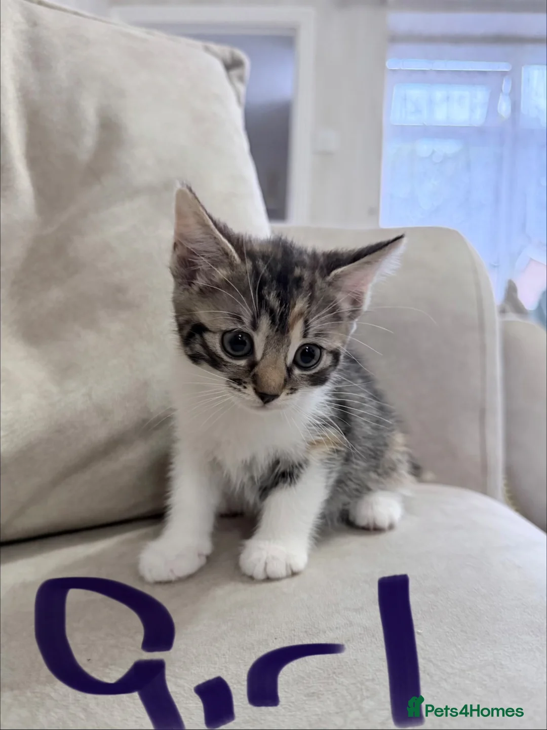 Mixed Breed cats for sale: Beautiful kittens  - Advert 2
