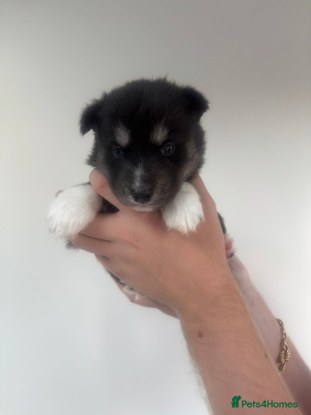 Siberian Husky dogs for sale: Beautiful Chunky Siberian Husky Puppies  - Image 21