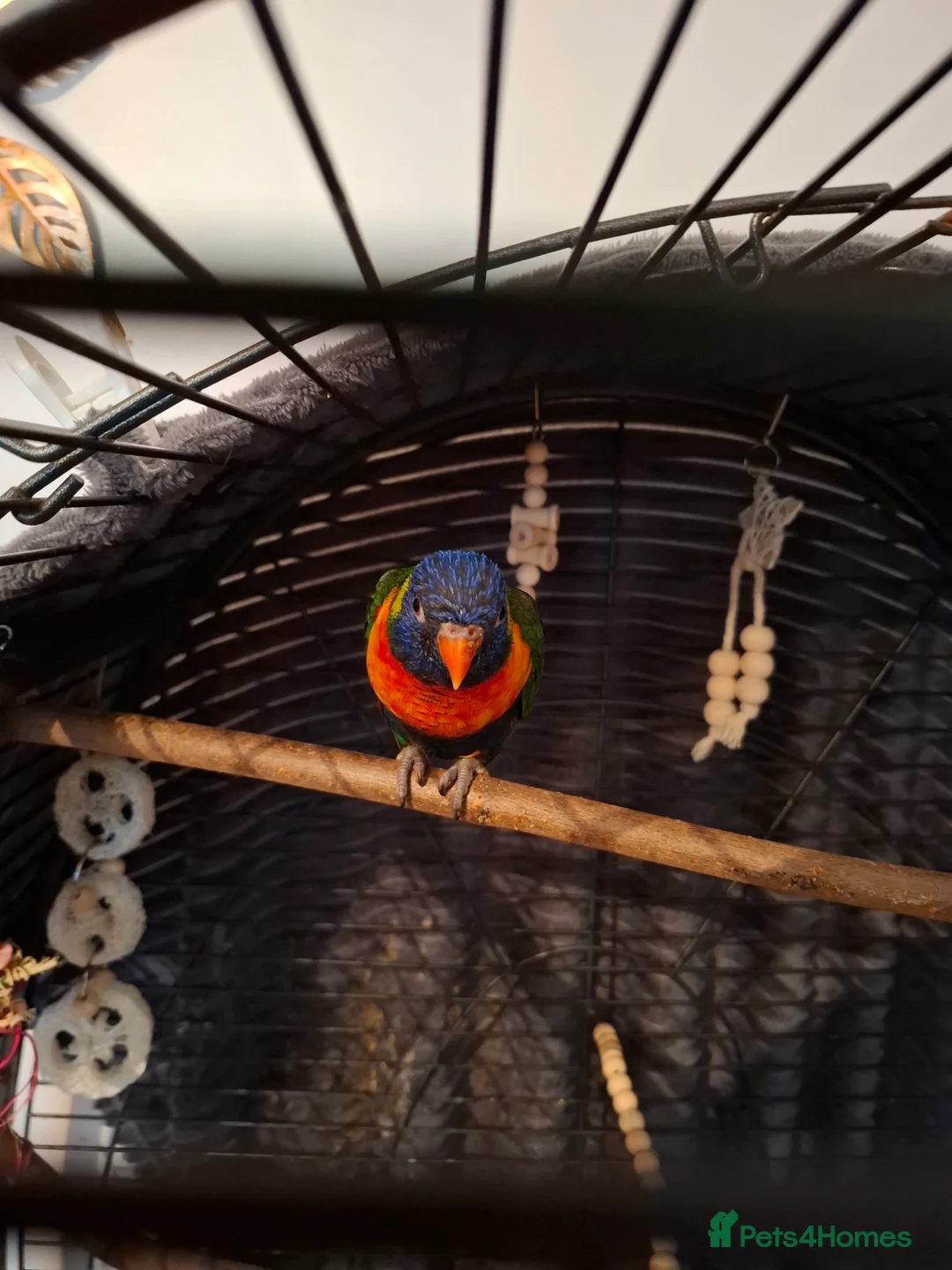 Lorikeets birds for sale: Lorikeet  - Advert 5