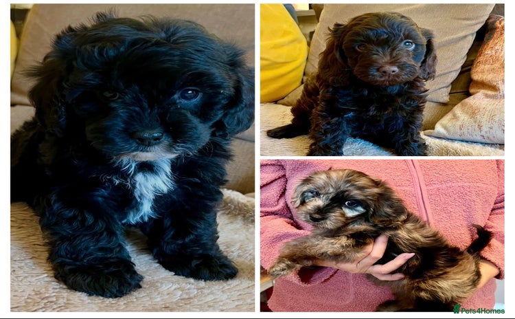 Cavapoo dogs - Advert 3