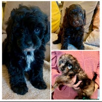 Cavapoo dogs - Advert 10