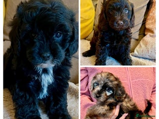 Cavapoo dogs - Advert 4