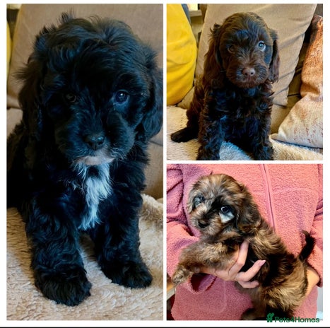 Cavapoo dogs - Advert 3