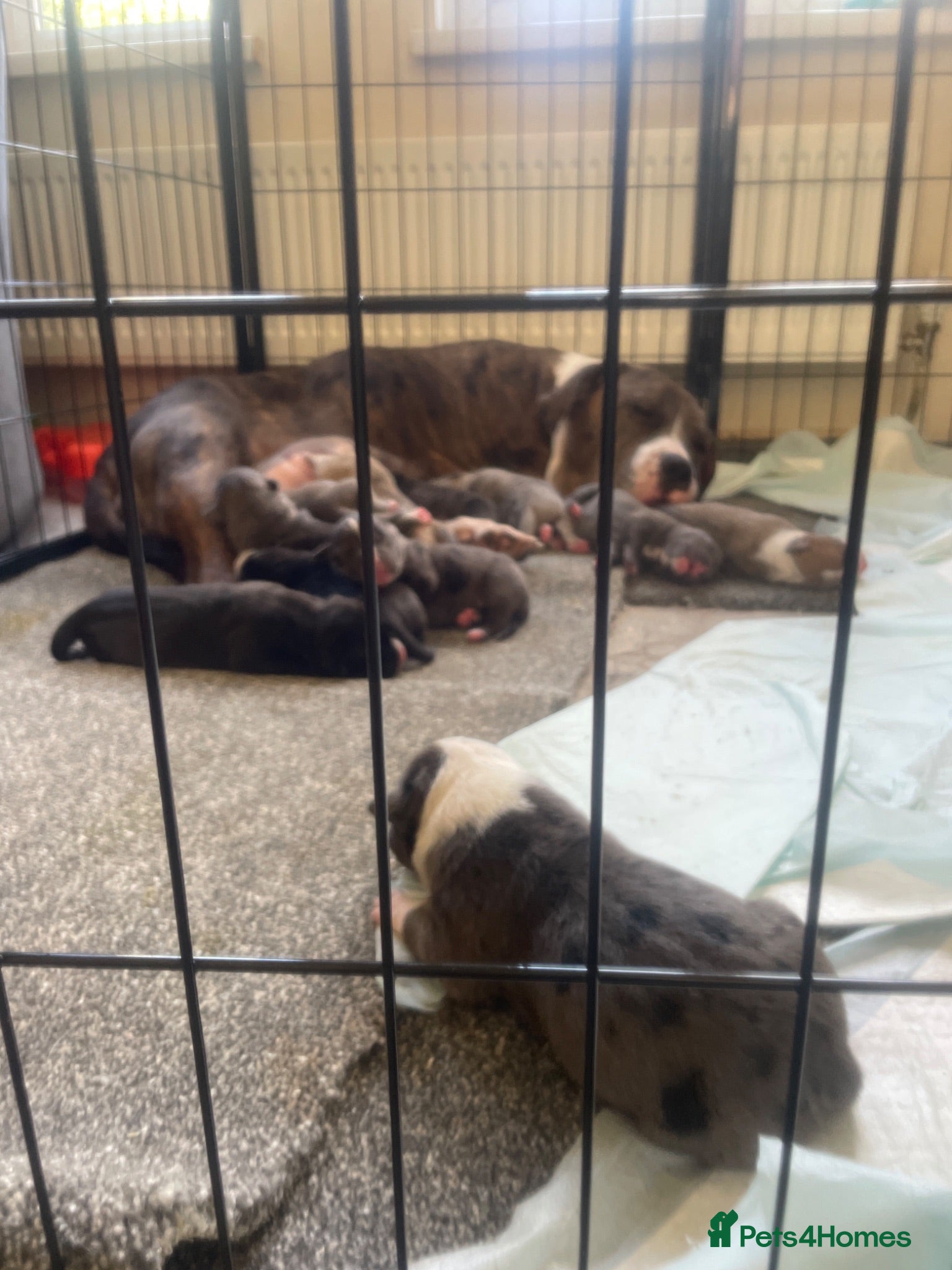 American Bull Staffy dogs Amstaff X pups  - Advert 1