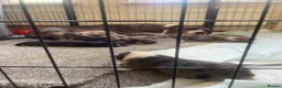 American Bull Staffy dogs for sale: Amstaff X pups  - Advert 1