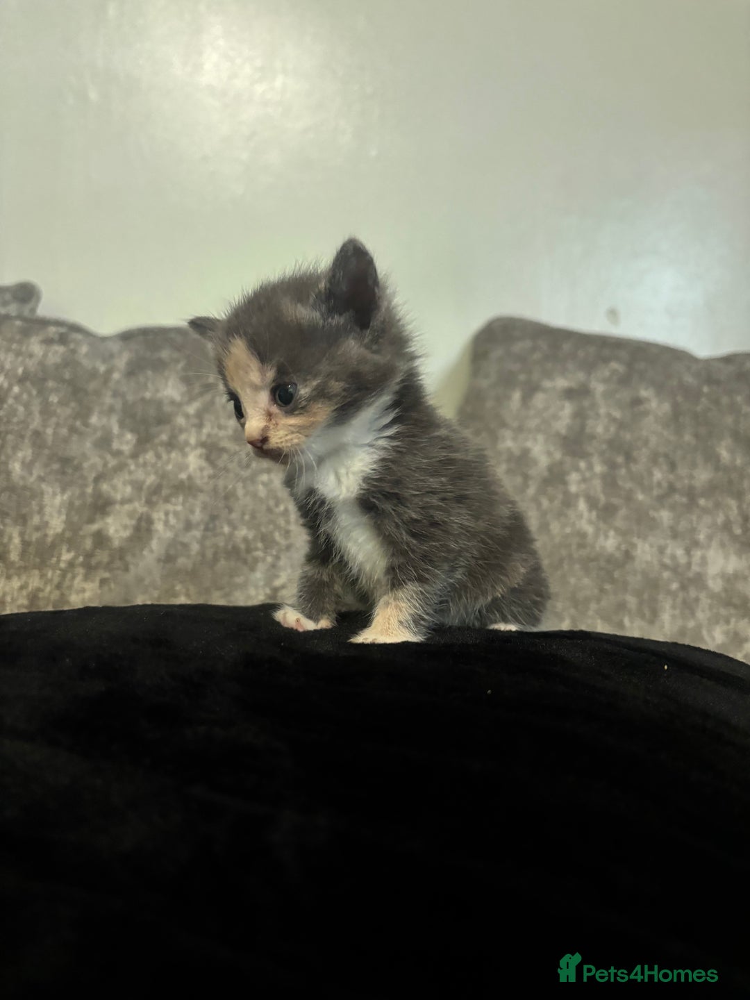 Mixed Breed cats for sale: 3/4 British shorthair - Image 4