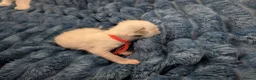 Ragdoll cats for sale: GCCF Champion Line Ragdoll Kittens – Health Tested - Advert 6