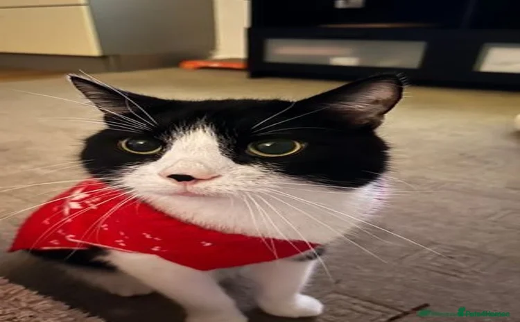 Mixed Breed cats - Advert 5