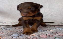 Dobermann dogs for sale: Doberman Puppies For Sale  - Image 6