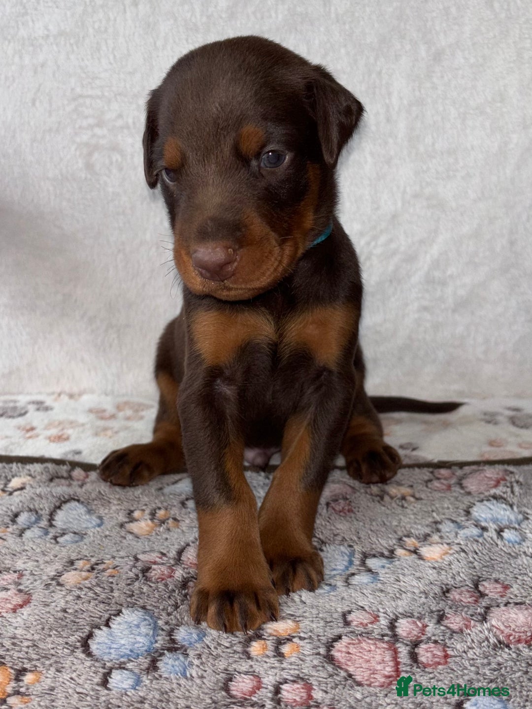 Dobermann dogs for sale: Doberman Puppies For Sale  - Image 6