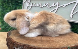 Mini Lop rabbits for sale: 🌟PURE BRED PEDIGREE MINI LOPS🌟 - Image 18