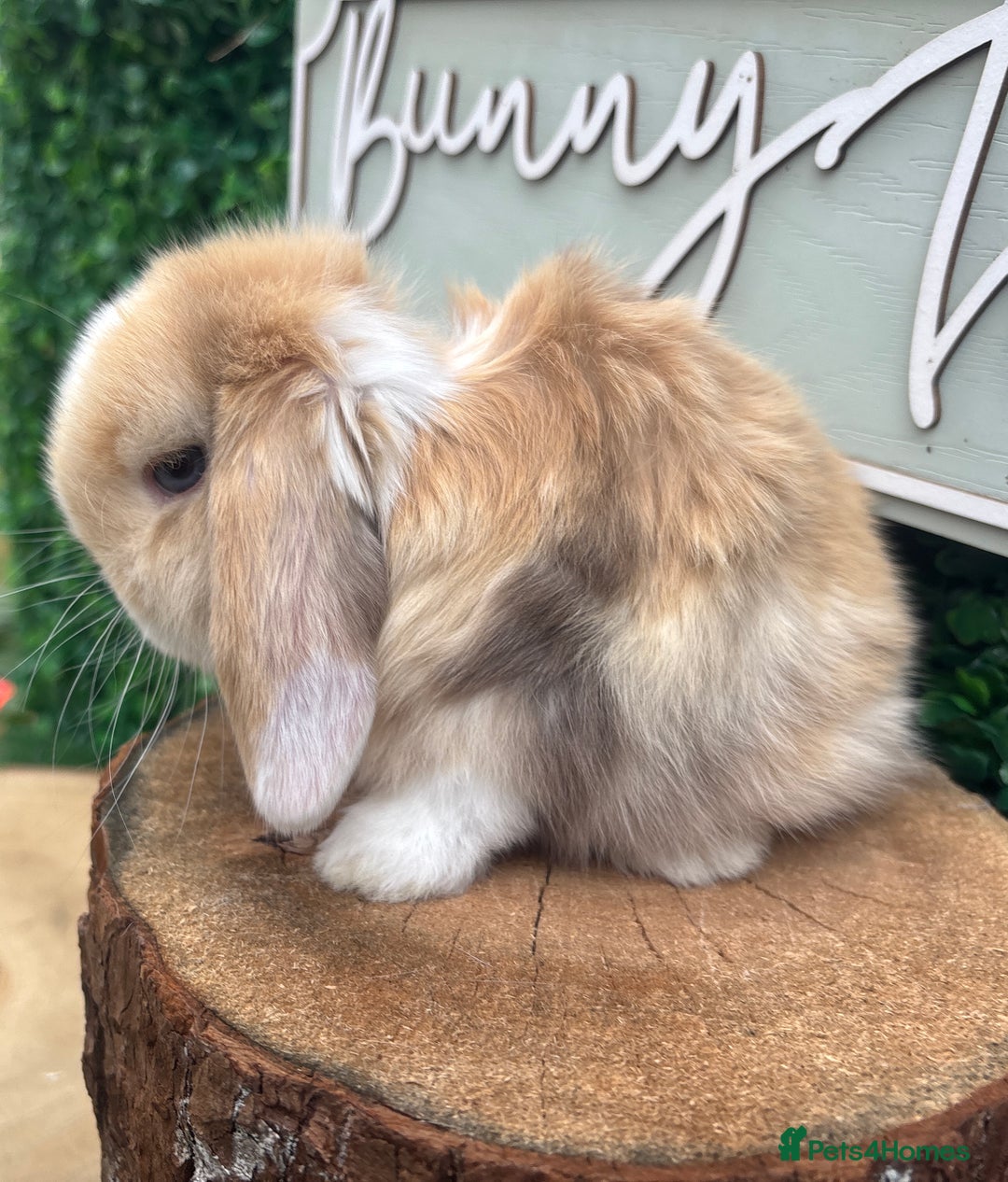 Mini Lop rabbits for sale: 🌟PURE BRED PEDIGREE MINI LOPS🌟 - Image 18