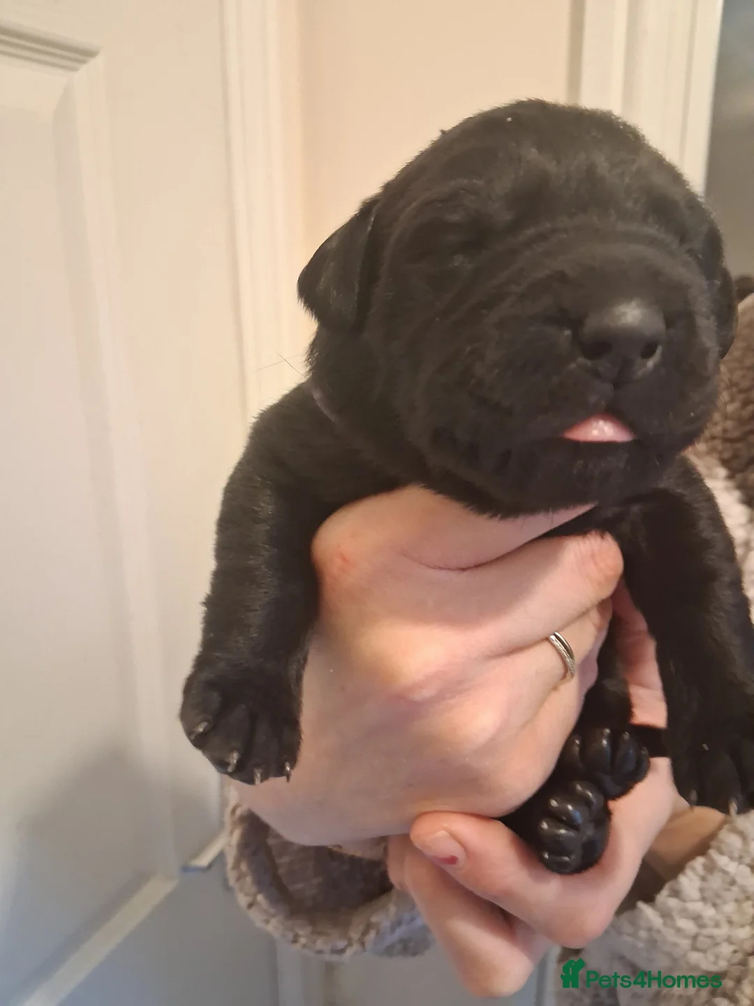 Labrador Retriever dogs for sale: *1 LEFT!* LABRADOR PUPPIES! - Advert 21
