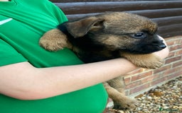 Border Terrier dogs for sale: Pure border terrier puppies  - Advert 14