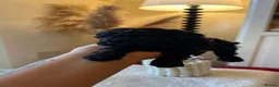 Toy Poodle dogs for sale: 2 Tiny toy poodles in Bristol - Advert 12