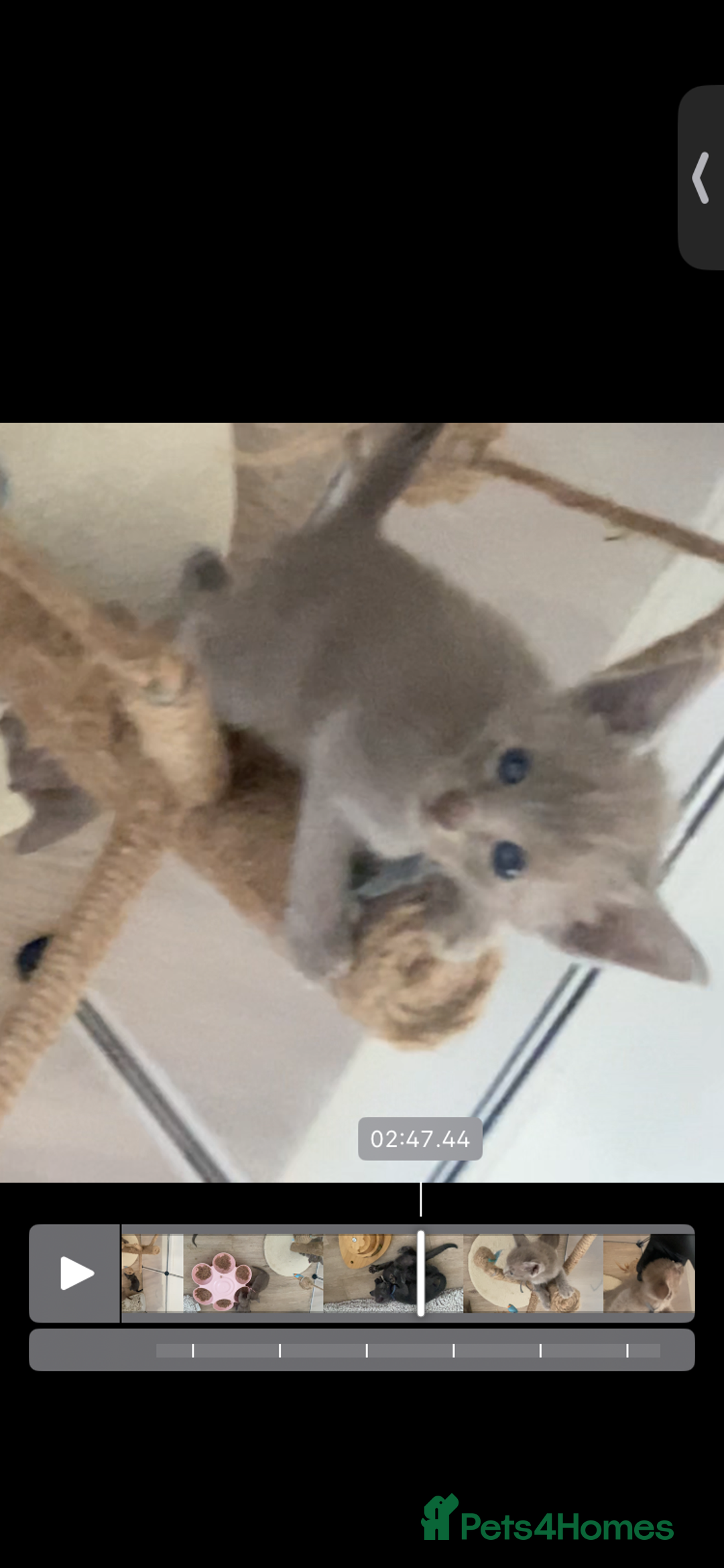 Mixed Breed cats for sale: Oriental / Siamese  - Image 15