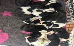 Mixed Breed dogs for sale: Border collie cross/bearded collie puppies  - Image 4