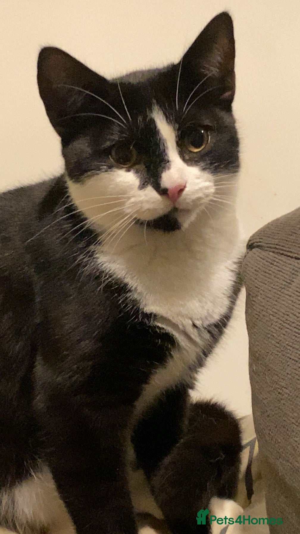 Mixed Breed cats Male cat  - Advert 1