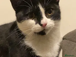 Mixed Breed cats Male cat - Advert 7