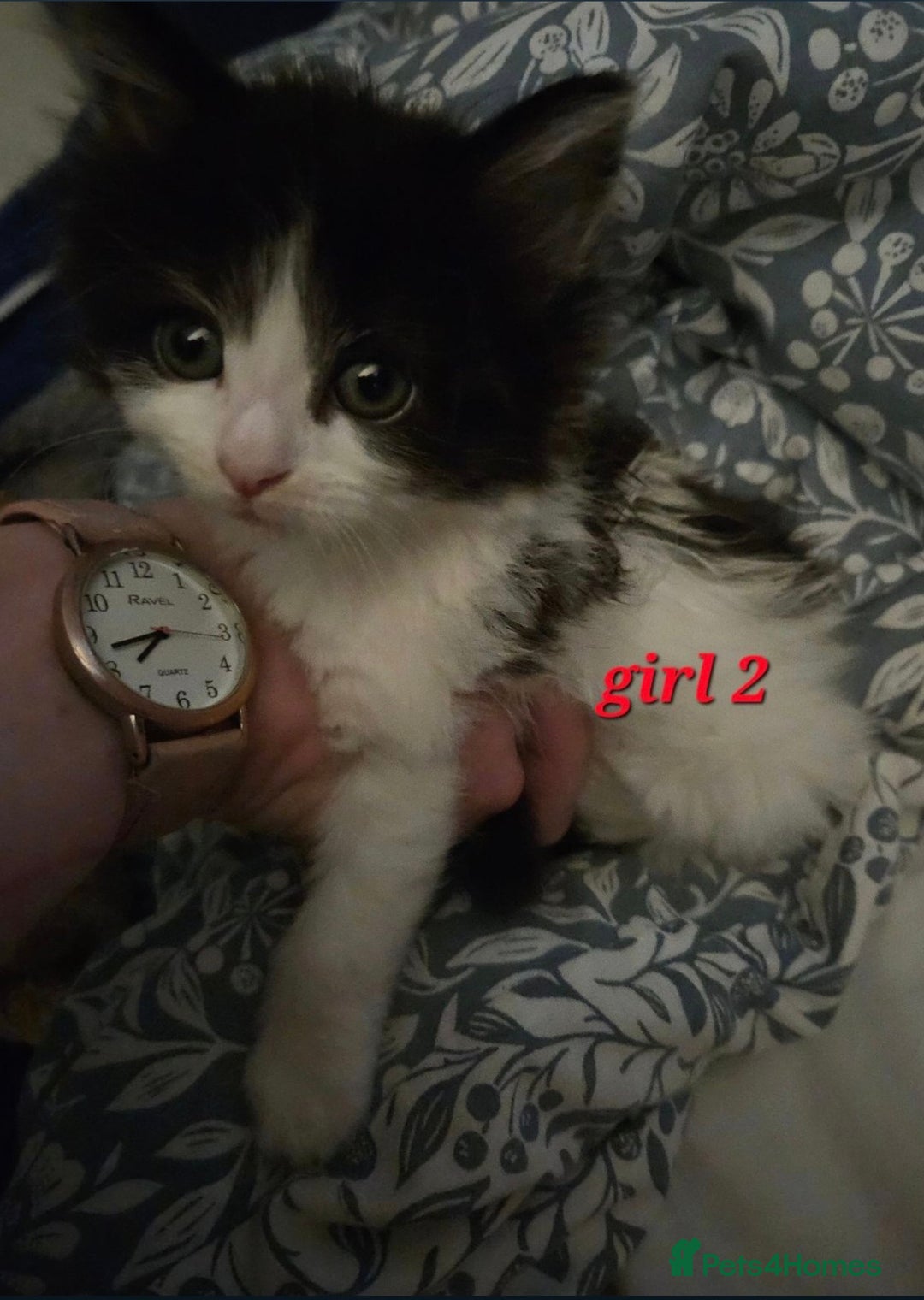 Mixed Breed cats for sale: Russian blue mix kittens  - Image 8