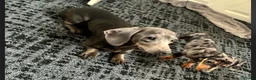 Dachshund dogs for sale: Smooth haired Dachshund  in Stourport-on-Severn - Advert 3