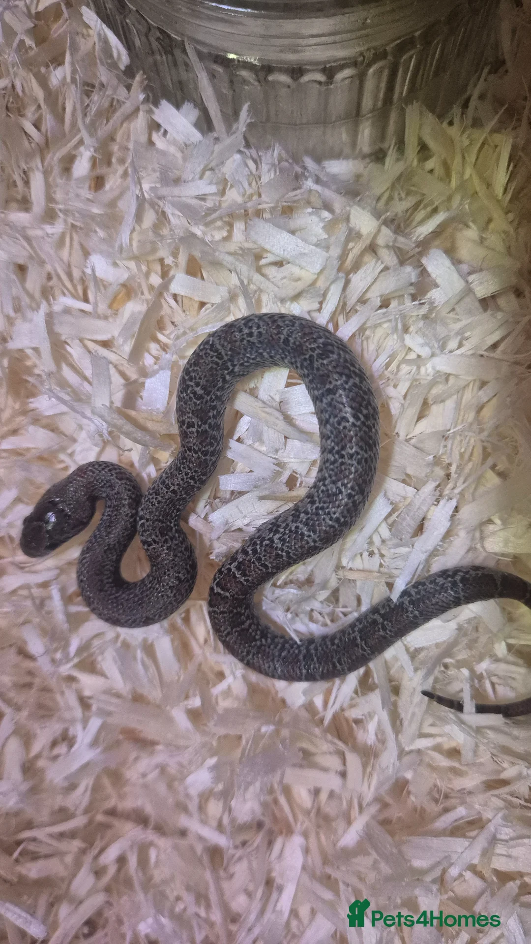 King Snake reptiles for sale: Thayers King snake morph - Advert 2