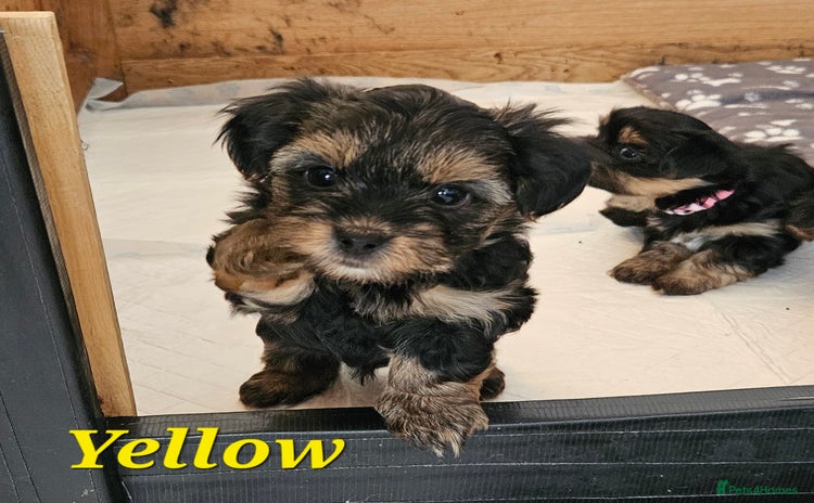 Morkie dogs - Advert 2