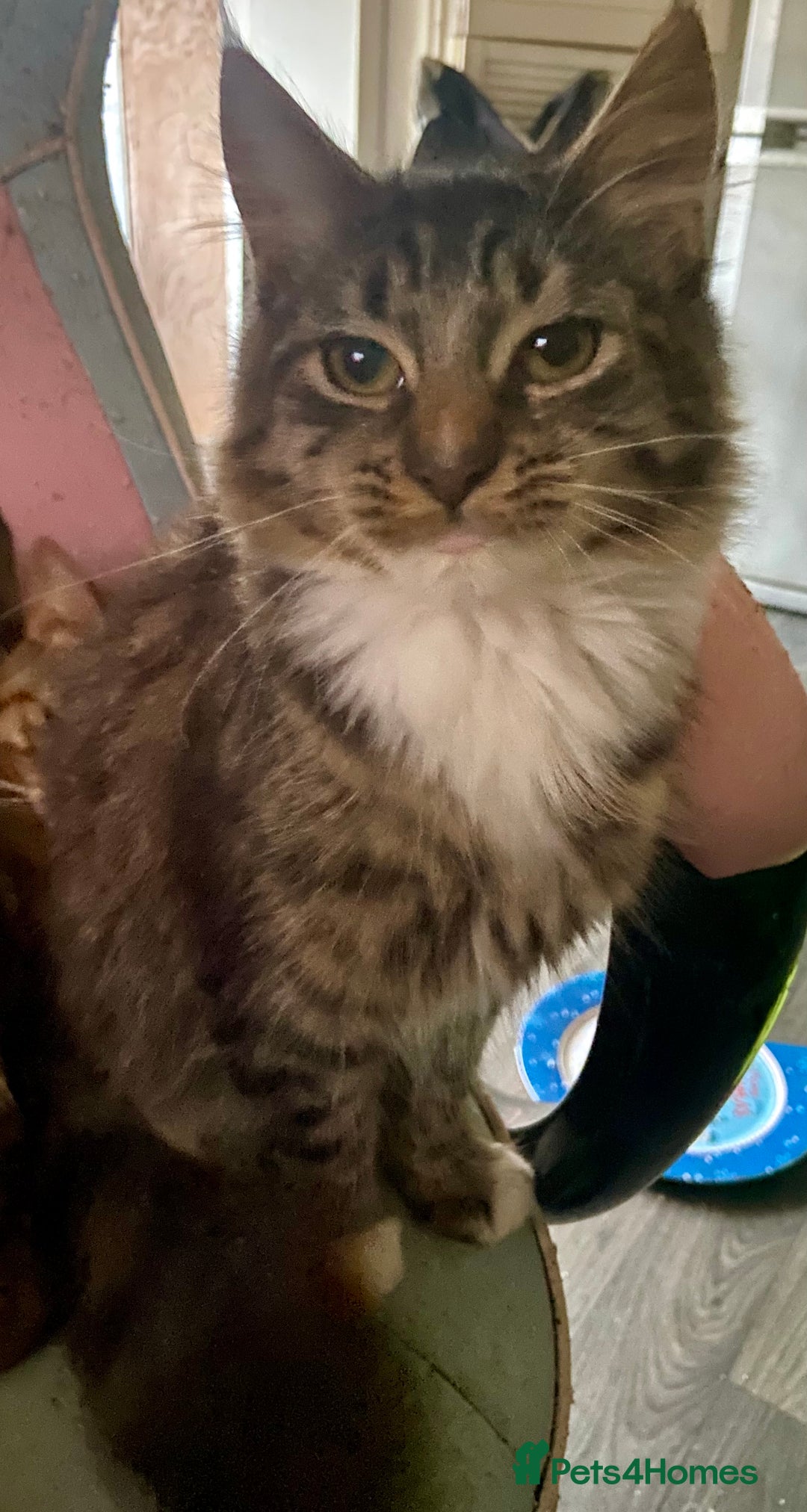 Maine Coon cats for sale: 3/4 Maine Coon Female 6 month old - Advert 1