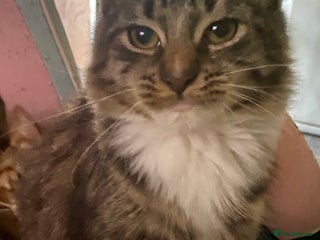 Maine Coon cats 3/4 Maine Coon Female 6 month old - Advert 1