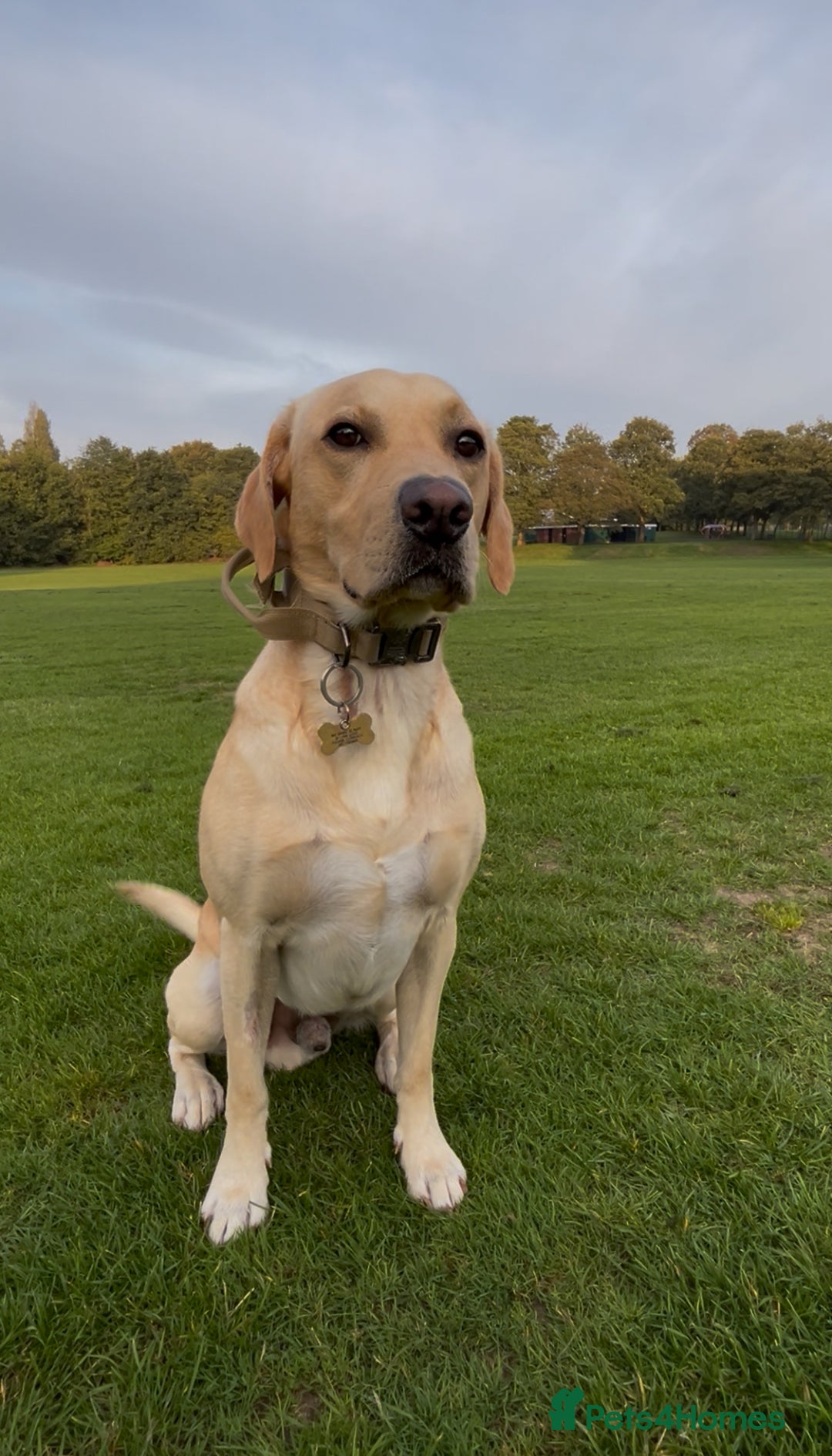 Labrador Retriever dogs for stud: Fifth generation pedigree, Labrador for stud  - Advert 2