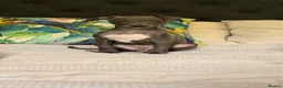 Italian Greyhound dogs for sale: Kc Italian greyhound 4 boys - Advert 4