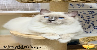 Ragdoll cats 🐾🩷*TICA REG* EU RAGDOLL KITTENS🌟 DNA CLEAR 🩵🐾 - Advert 10