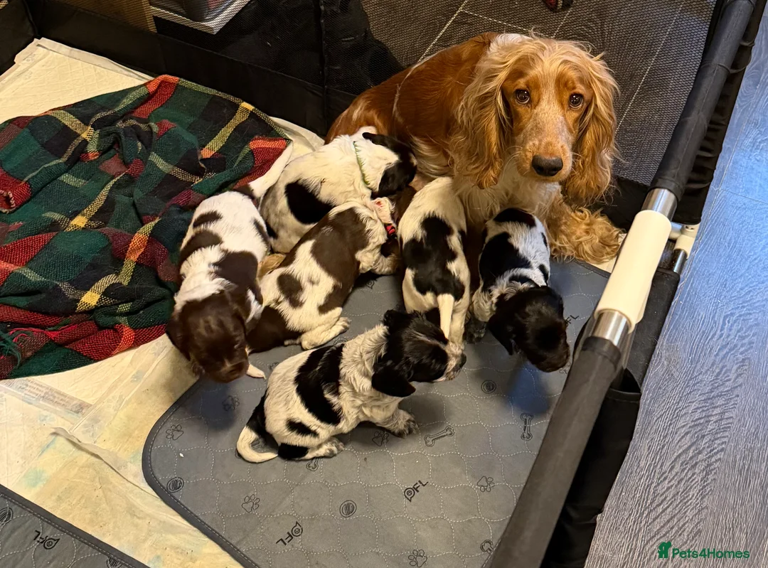 Mixed Breed dogs for sale: Sprocker puppies  - Advert 14