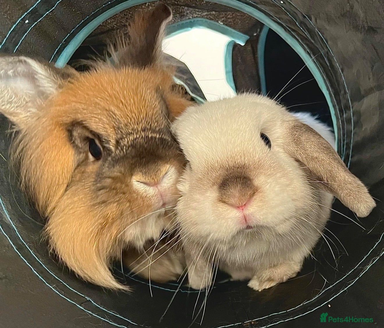 Lionhead rabbits Female & Male bonded pair of rabbits. - Advert 12