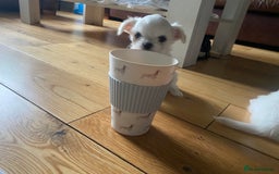 Chihuahua dogs for sale: Two white Chihuahua puppies  - Image 3