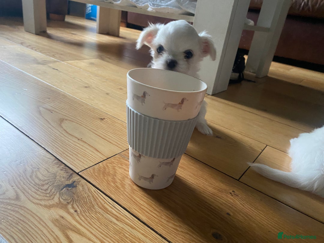 Chihuahua dogs for sale: Two white Chihuahua puppies  - Image 3